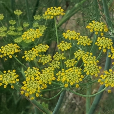 Foeniculum vulgare (Fennel) at Isaacs Ridge and Nearby - 19 Jan 2019 by Mike