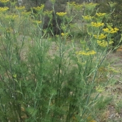 Foeniculum vulgare at Jerrabomberra, ACT - 20 Jan 2019 09:37 AM