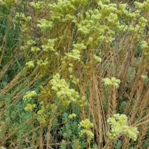 Sedum sediforme at Tuggeranong DC, ACT - 20 Jan 2019 09:32 AM