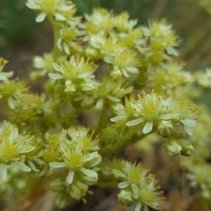 Sedum sediforme at Tuggeranong DC, ACT - 20 Jan 2019 09:32 AM