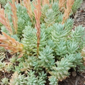 Sedum sediforme at Tuggeranong DC, ACT - 20 Jan 2019 09:32 AM