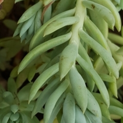 Sedum sediforme at Tuggeranong DC, ACT - 20 Jan 2019