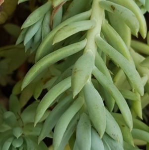 Sedum sediforme at Tuggeranong DC, ACT - 20 Jan 2019 09:32 AM