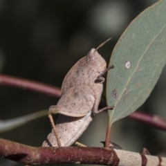 Goniaea australasiae (Gumleaf grasshopper) at The Pinnacle - 18 Jan 2019 by AlisonMilton