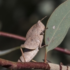 Goniaea australasiae (Gumleaf grasshopper) at Dunlop, ACT - 19 Jan 2019 by AlisonMilton