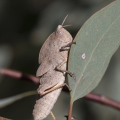 Goniaea australasiae at Dunlop, ACT - 19 Jan 2019