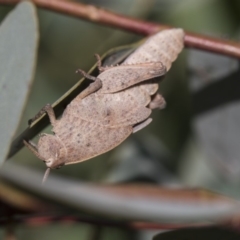 Goniaea australasiae at Dunlop, ACT - 19 Jan 2019