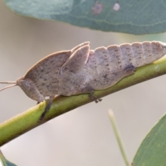 Goniaea australasiae at Dunlop, ACT - 19 Jan 2019