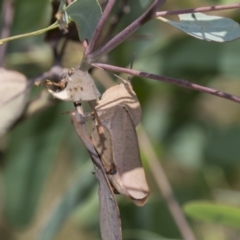Goniaea australasiae (Gumleaf grasshopper) at The Pinnacle - 19 Jan 2019 by AlisonMilton