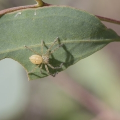 Sparassidae (family) (A Huntsman Spider) at Dunlop, ACT - 18 Jan 2019 by Alison Milton