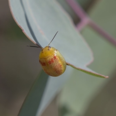 Paropsisterna fastidiosa (Eucalyptus leaf beetle) at The Pinnacle - 18 Jan 2019 by Alison Milton