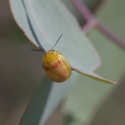 Paropsisterna fastidiosa (Eucalyptus leaf beetle) at Dunlop, ACT - 19 Jan 2019 by AlisonMilton