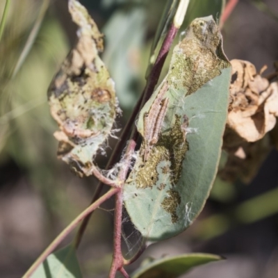 Oecophoridae (family) (Unidentified Oecophorid concealer moth) at Dunlop, ACT - 19 Jan 2019 by AlisonMilton