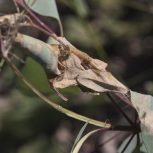 Oecophoridae (family) at Dunlop, ACT - 19 Jan 2019 09:45 AM