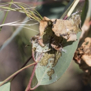 Oecophoridae (family) at Dunlop, ACT - 19 Jan 2019 09:45 AM