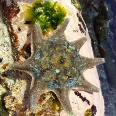 Meridiastra calcar (Eight arm Seastar) at Batemans Marine Park - 22 Jan 2019 by GLemann