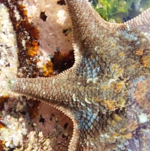 Meridiastra calcar at Bawley Point, NSW - 22 Jan 2019