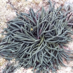 Codium fragile at Batemans Marine Park - 22 Jan 2019 by GLemann