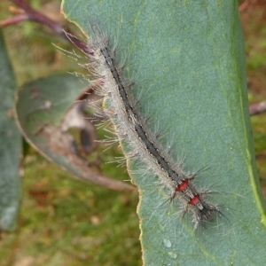 Genduara subnotata at Cotter River, ACT - 11 Jan 2019