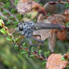 Cerdistus sp. (genus) (Slender Robber Fly) at Cotter River, ACT - 11 Jan 2019 by HarveyPerkins