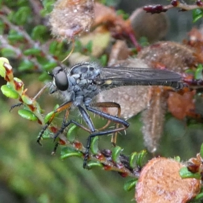 Cerdistus sp. (genus) (Yellow Slender Robber Fly) at Cotter River, ACT - 10 Jan 2019 by HarveyPerkins