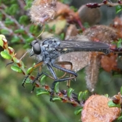 Cerdistus sp. (genus) (Robber fly) at Cotter River, ACT - 10 Jan 2019 by HarveyPerkins