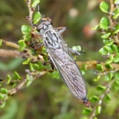 Cerdistus sp. (genus) at Cotter River, ACT - 11 Jan 2019