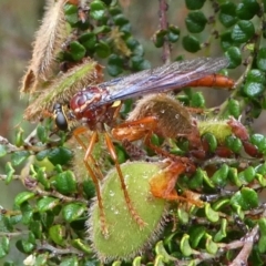 Humerolethalis sergius (Robber fly) at Namadgi National Park - 10 Jan 2019 by HarveyPerkins