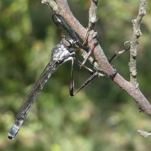 Leptogaster sp. (genus) at Cotter River, ACT - 11 Jan 2019 10:11 AM