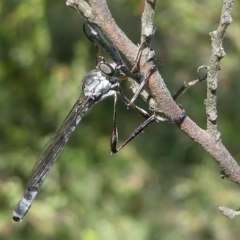 Leptogaster sp. (genus) (Robber fly) at Cotter River, ACT - 10 Jan 2019 by HarveyPerkins