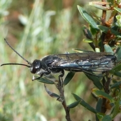 Tiphiidae (family) (Unidentified Smooth flower wasp) at Namadgi National Park - 10 Jan 2019 by HarveyPerkins