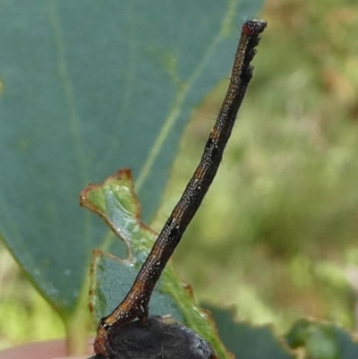 Geometridae (family) IMMATURE at Cotter River, ACT - 11 Jan 2019 by HarveyPerkins