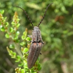 Elateridae (family) (Unidentified click beetle) at Cotter River, ACT - 11 Jan 2019 by HarveyPerkins