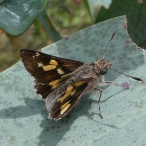 Trapezites phigalioides at Cotter River, ACT - 11 Jan 2019 11:05 AM