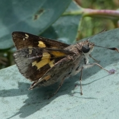 Trapezites phigalioides at Cotter River, ACT - 11 Jan 2019 11:05 AM