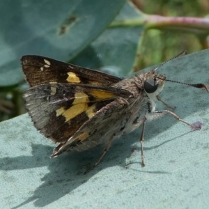 Trapezites phigalioides at Cotter River, ACT - 11 Jan 2019 11:05 AM