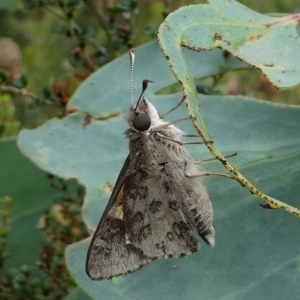 Trapezites phigalioides at Cotter River, ACT - 11 Jan 2019 11:05 AM