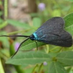 Pollanisus lithopastus (A Forester Moth) at Cotter River, ACT - 11 Jan 2019 by HarveyPerkins