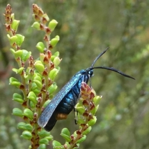 Pollanisus lithopastus at Namadgi National Park - 11 Jan 2019