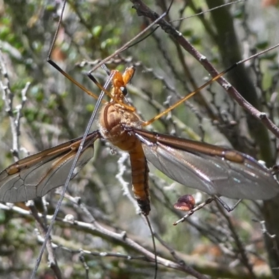 Leptotarsus (Macromastix) costalis (Common Brown Crane Fly) at Cotter River, ACT - 11 Jan 2019 by HarveyPerkins