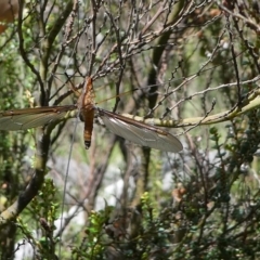 Leptotarsus (Macromastix) costalis at Cotter River, ACT - 11 Jan 2019 11:14 AM