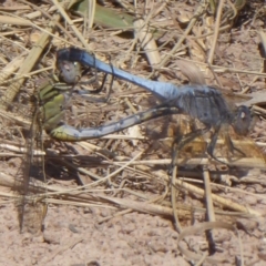 Orthetrum caledonicum (Blue Skimmer) at West Belconnen Pond - 21 Jan 2019 by Christine