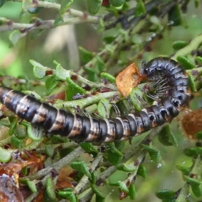 Paradoxosomatidae sp. (family) (Millipede) at Namadgi National Park - 10 Jan 2019 by HarveyPerkins