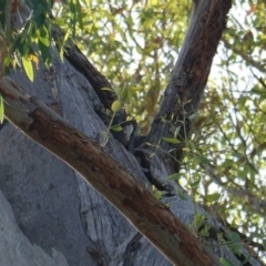 Callocephalon fimbriatum (Gang-gang Cockatoo) at Hughes, ACT - 23 Jan 2019 by JackyF