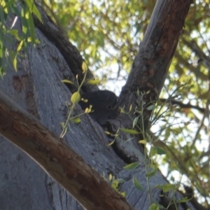 Callocephalon fimbriatum at Hughes, ACT - 23 Jan 2019