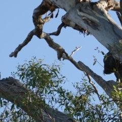 Callocephalon fimbriatum at Hughes, ACT - 23 Jan 2019