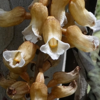 Gastrodia procera (Tall Potato Orchid) at Cotter River, ACT - 11 Jan 2019 by HarveyPerkins