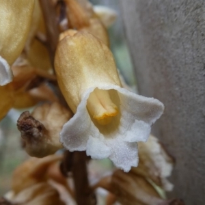 Gastrodia entomogama at Cotter River, ACT - 11 Jan 2019