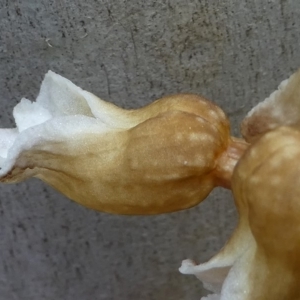 Gastrodia procera at Cotter River, ACT - suppressed