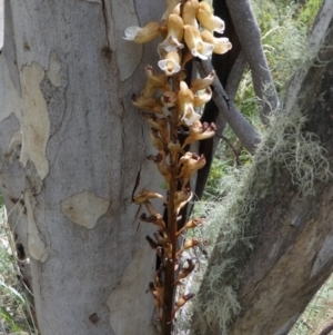 Gastrodia entomogama at Cotter River, ACT - 11 Jan 2019